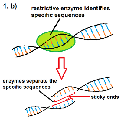 Inserting gene into genome